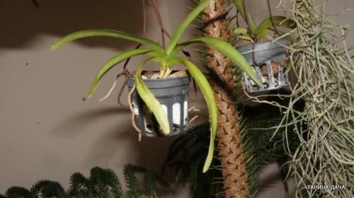Детка ванды уход. Орхидеи. Ванда. Выращивание деток