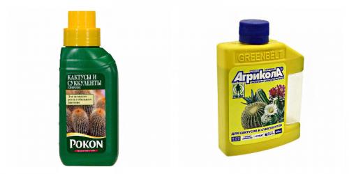 Как ухаживать за, кактусом эхинокактус грузони красный. Эхинокактус грузони — колючий шарик из Мексики