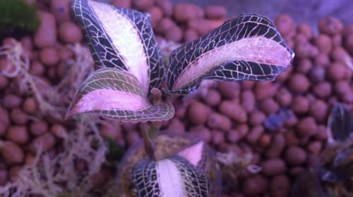 Драгоценная орхидея лудизия уход. Драгоценная орхидея – виды, уход, болезни