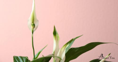 Спатифиллум цветок пересадка и уход в домашних условиях. Спатифиллум: все об уходе в домашних условиях, пересадке и поливе