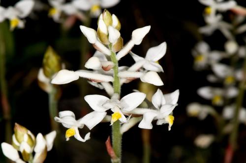 Лудизия сорта. Орхидея лудизия – миниатюрные цветы и яркие листья