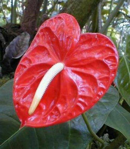 Как ухаживать за антуриумом в домашних условиях в горшке для начинающих. Уход за антуриумом в домашних условиях, основные правила