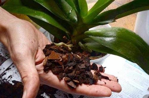 Как пересадить домашнюю орхидею: инструкция