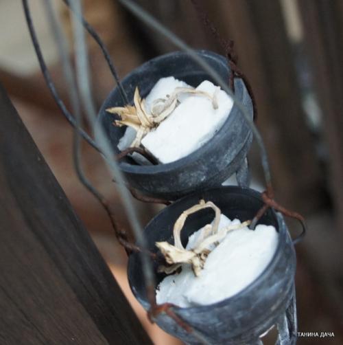 Детка ванды уход. Орхидеи. Ванда. Выращивание деток