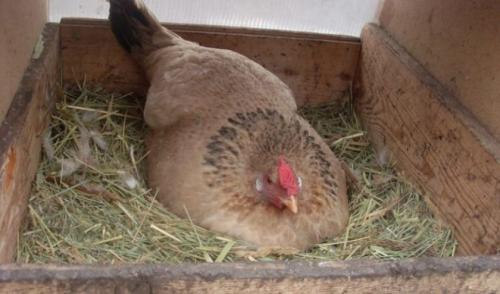 Гнездо для кур-несушек с яйцесборником чертеж. Виды гнёзд для кур-несушек