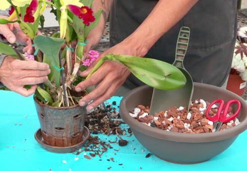 Пересадка орхидеи в феврале. Какие дни благоприятные для пересадки орхидеи в 2019 году