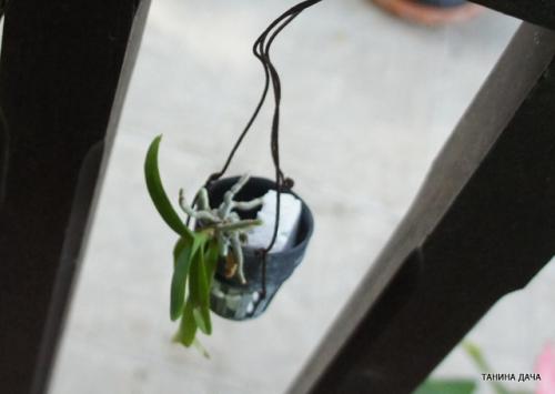 Детка ванды уход. Орхидеи. Ванда. Выращивание деток