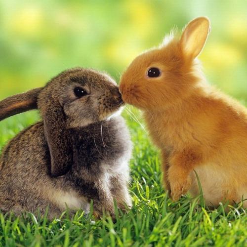 Декоративный Кролик длинношерстный. Породы карликовых кроликов