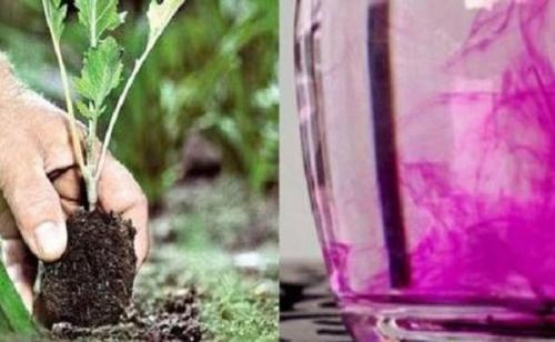 Марганцовка от хруща. Убойные средства - табак, марганцовка и горчица