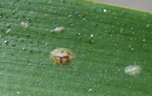 Орхидея лудизия краснеют листья. Узнайте, почему краснеет лист у орхидеи и что делать?