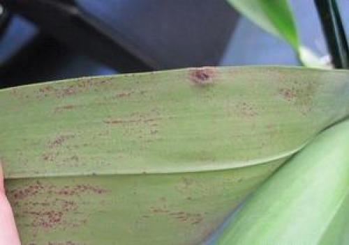 Орхидея лудизия краснеют листья. Узнайте, почему краснеет лист у орхидеи и что делать?