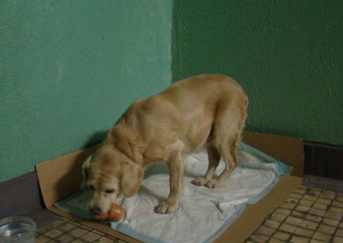 Лангедокская пастушья собака: описание породы, характер, уход (с фото)