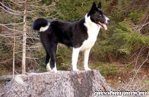Корельская медвежья собака. Карельская медвежья собака. Описание, особенности, уход и цена породы