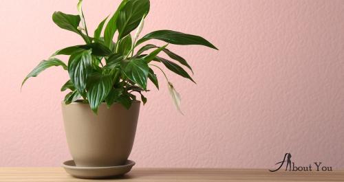 Спатифиллум цветок пересадка и уход в домашних условиях. Спатифиллум: все об уходе в домашних условиях, пересадке и поливе