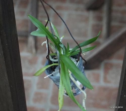 Детка ванды уход. Орхидеи. Ванда. Выращивание деток