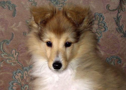 Лангедокская пастушья собака: описание породы, характер, уход (с фото)