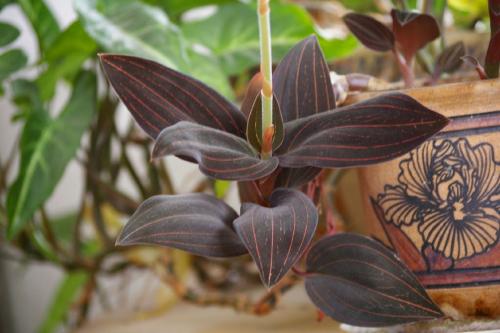 Лудизия сорта. Орхидея лудизия – миниатюрные цветы и яркие листья