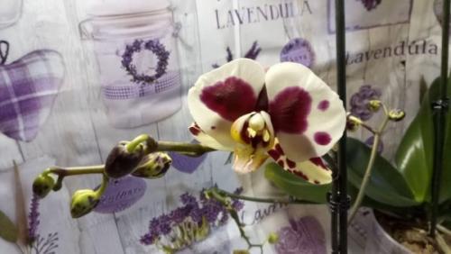 Отцвела орхидея Когда зацветет снова. Когда ждать повторного?