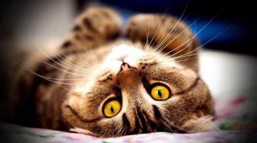 Почему у кота выпадает ус. Почему у кота выпадают усы