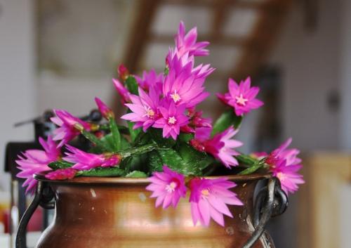 Рипсалидопсис оранжевый. Рипсалидопсис