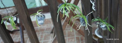 Детка ванды уход. Орхидеи. Ванда. Выращивание деток