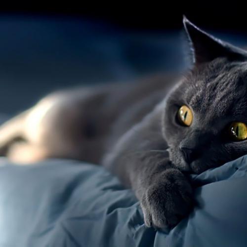 Что делать если у кота выпадают усы почему. Почему у кота выпадают усы