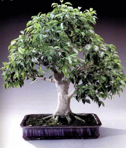 Бонсай фикус полив. Бонсай из фикуса Бенджамина