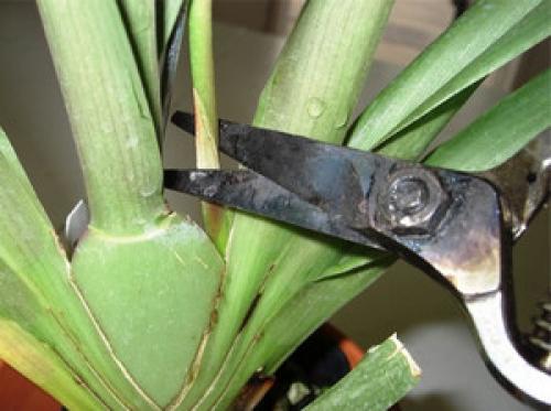 Как обрезать орхидею после цветения. 