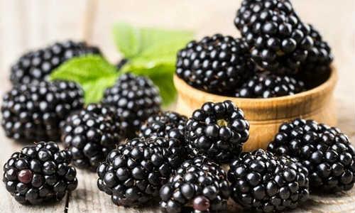 Где растет ежевика в лесу. Лесная ежевика — ягода цвета ночи