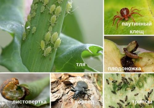 Биопрепараты от хруща. Группы биопрепаратов от вредителей и болезней растений