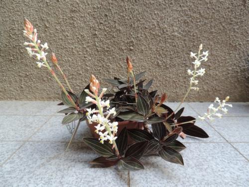 Лудизия драгоценная орхидея уход в домашних. Уход за орхидеей лудизия в домашних условиях