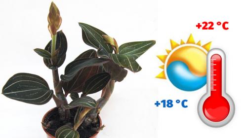 Драгоценная орхидея лудизия уход. Драгоценная орхидея – виды, уход, болезни