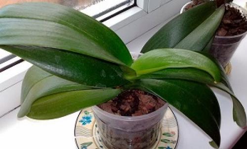 Почему не растут орхидеи?