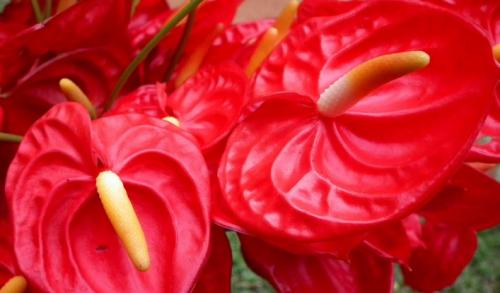 Цветок антуриум уход в домашних условиях пересадка. Антуриум (Мужское счастье) — уход и пересадка в домашних условиях