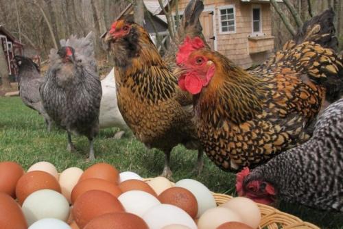 Свет в курятнике круглосуточно. Влияние освещения на кур