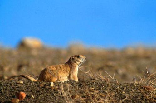 Как бороться с луговыми собачками на даче. Полевая собачка: описание, особенности борьбы и образ жизни