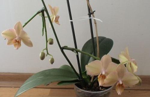 Паста для цветения орхидей цитокининовая применение. Воздействие на растение