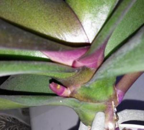 Орхидея лудизия краснеют листья. Узнайте, почему краснеет лист у орхидеи и что делать?