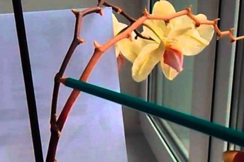 Как обрезать отцветшую орхидею. Зачем орхидею нужно обрезать после цветения