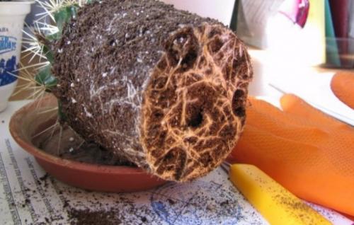 Эхинокактус Грузони уход в домашних условиях цветной. Правила ухода