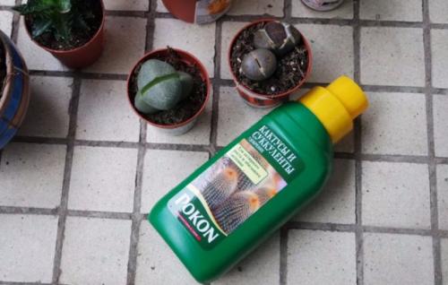 Эхинокактус Грузони уход в домашних условиях цветной. Правила ухода