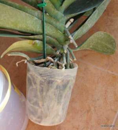 Орхидеи. Фаленопсис. Моя ошибка при пересадке после покупки