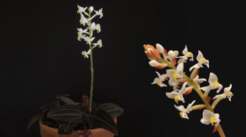 Драгоценная орхидея лудизия уход. Драгоценная орхидея – виды, уход, болезни