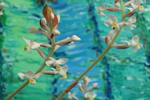 Лудизия сорта. Орхидея лудизия – миниатюрные цветы и яркие листья