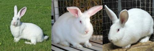 Как определить породу кролика. Породы кроликов с фотографиями и названиями