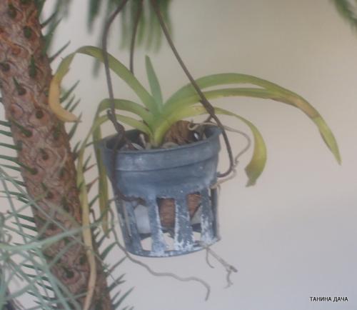 Детка ванды уход. Орхидеи. Ванда. Выращивание деток