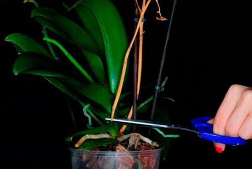 Как обрезать засохший цветонос у орхидеи. Места возможной обрезки