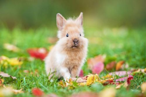 Декоративный Кролик длинношерстный. Породы карликовых кроликов