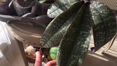 Орхидея Лудизия краснеют листья. Узнайте, почему краснеет лист у орхидеи и что делать?