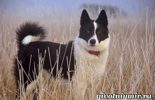 Корельская медвежья собака. Карельская медвежья собака. Описание, особенности, уход и цена породы